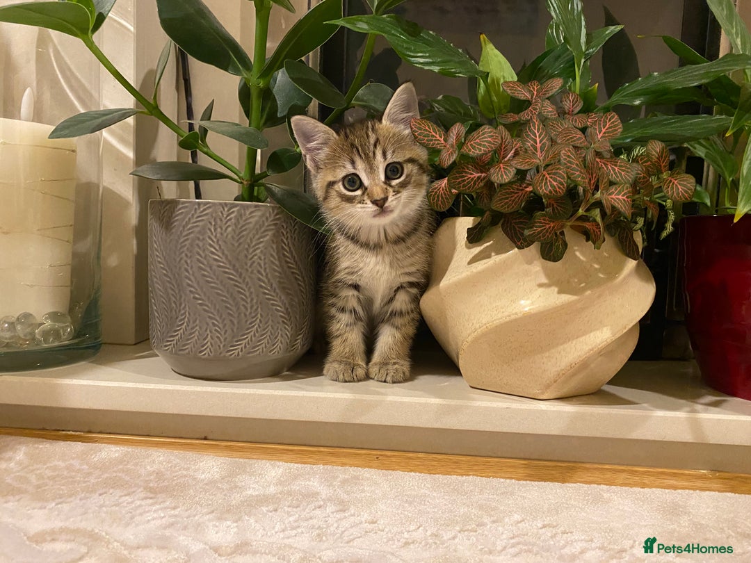 Mixed Breed cats for sale: Four gorgeous kittens  - Image 16
