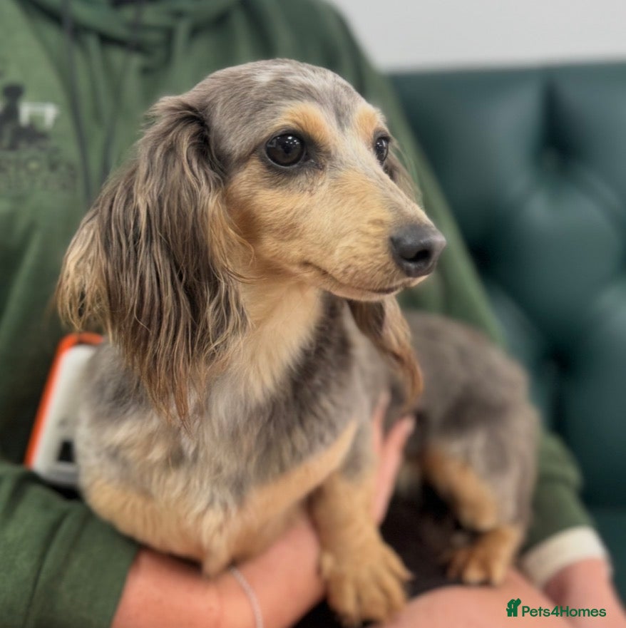 Miniature Dachshund dogs Adult long haired miniature dachshund  - Advert 1