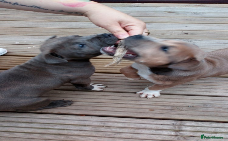Staffordshire Bull Terrier dogs - Advert 4