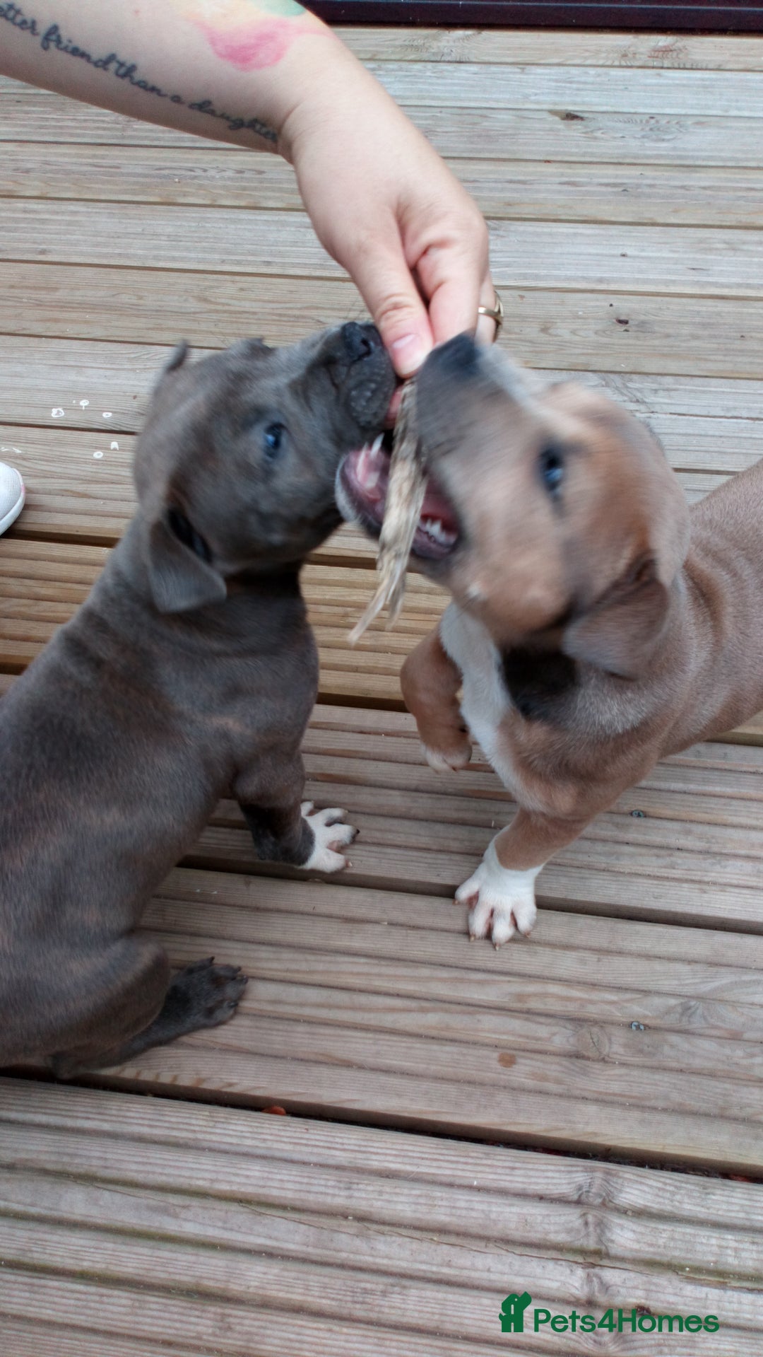Staffordshire Bull Terrier dogs for sale: Gorgeous staffy pups  - Image 1