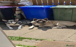 Akita dogs for stud: American akita proven stud  - Image 2