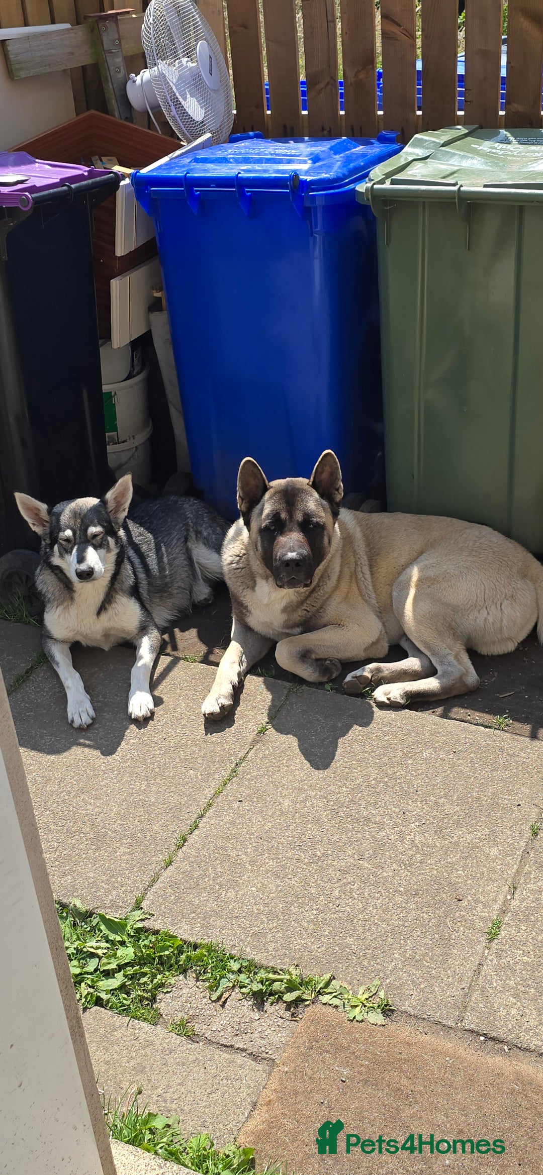 Akita dogs for stud: American akita proven stud  - Image 2