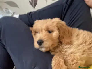 Goldendoodle dogs F1 golden doodle mr black left - Advert 10