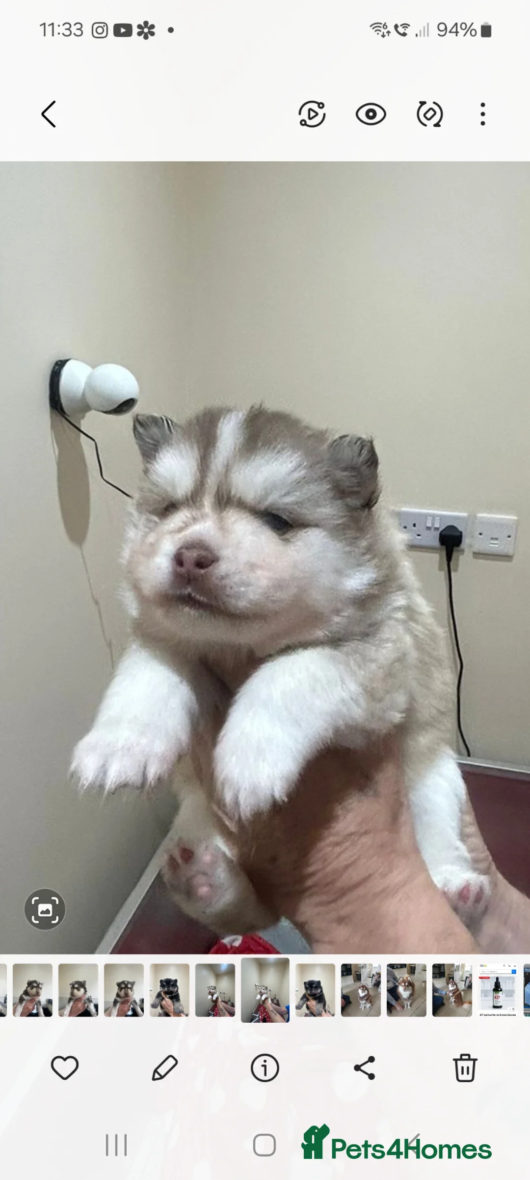 Pomsky dogs for sale: Pomsky Puppy's  - Advert 6
