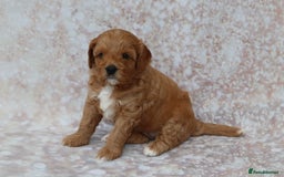 Cavapoo dogs for sale: Cavapoo  - Image 30