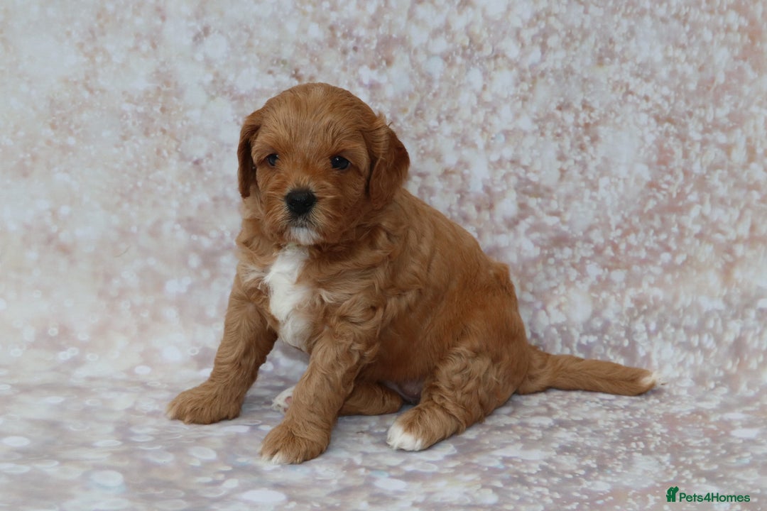 Cavapoo dogs for sale: Cavapoo  - Image 30