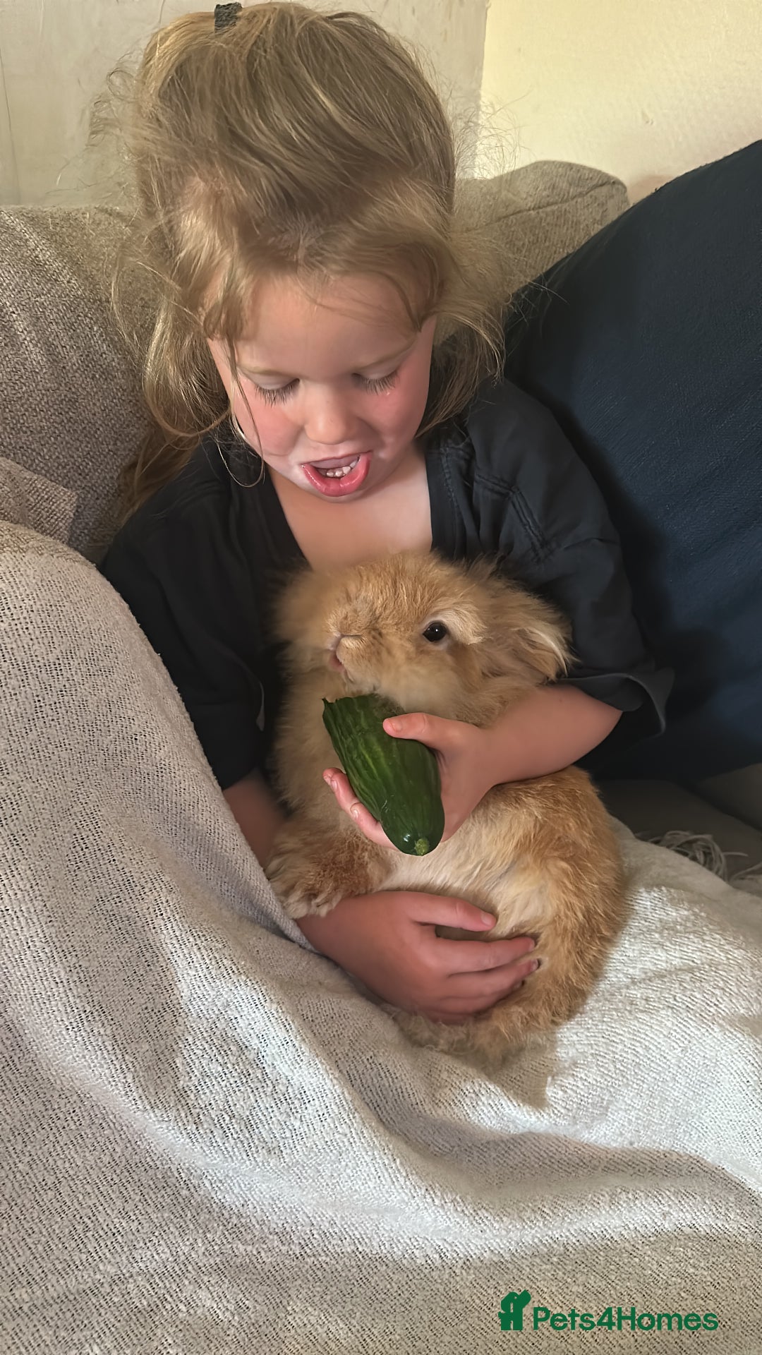 Lionhead rabbits for sale: 2 Year Old Female Lionhead Rabbit ‘Billie’ - Advert 5