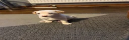 Jack Russell dogs for sale: Jack Russell in Bridgend - Advert 5