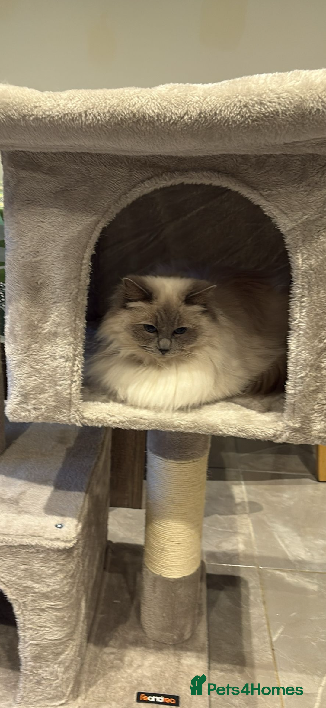 Ragdoll cats for sale: Beautiful Blue point Ragdoll girl  - Advert 1
