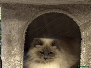 Ragdoll cats Beautiful Blue point Ragdoll girl - Advert 6