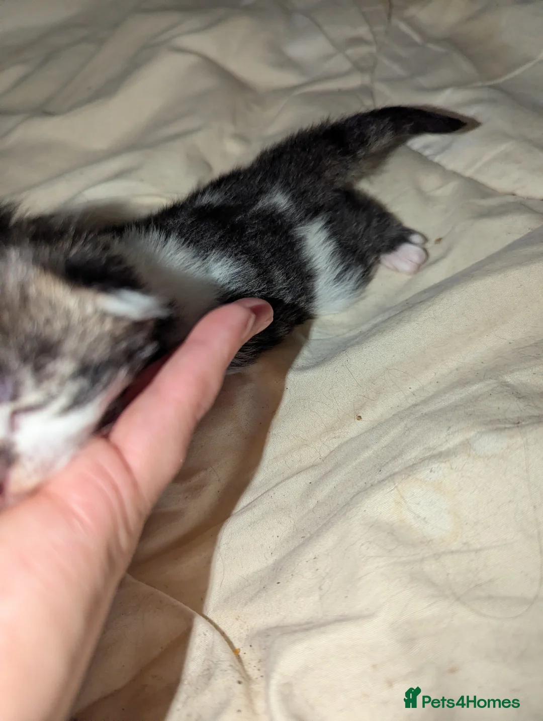 Domestic Shorthair cats for sale: Kittens - Advert 31