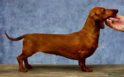 Miniature Dachshund dogs for adoption: Pixie: The Little Dog Who Escaped the Darkness - Image 3