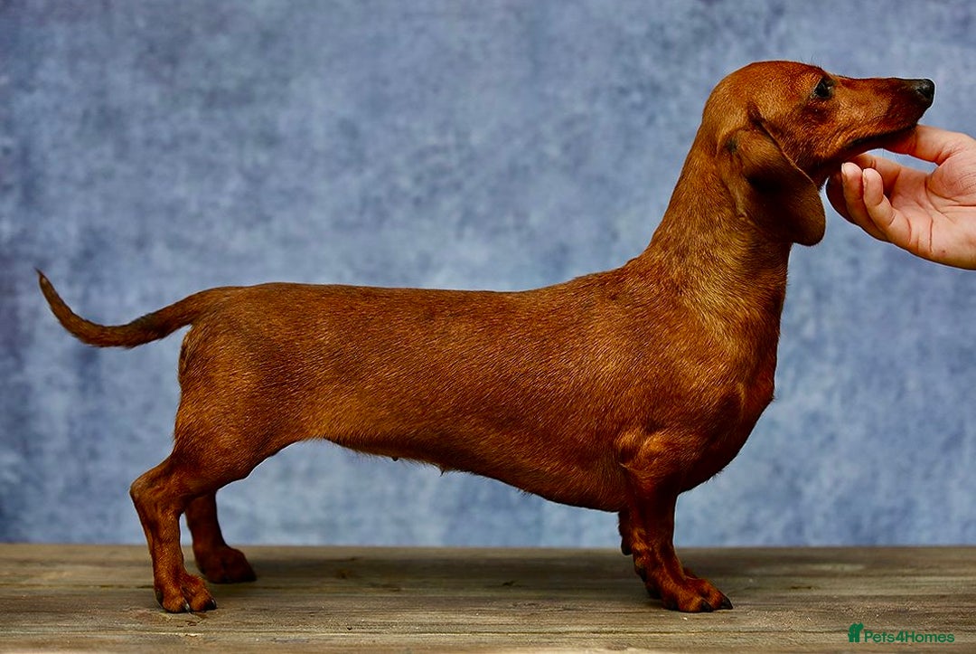 Miniature Dachshund dogs for adoption: Pixie: The Little Dog Who Escaped the Darkness - Image 3