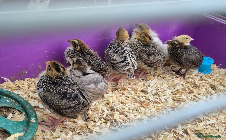 Quail poultry - Advert 1