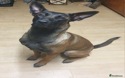 Belgian Shepherd Dog dogs for sale: Belgian Malinois x Dutch - Female 4 Yrs - Image 5
