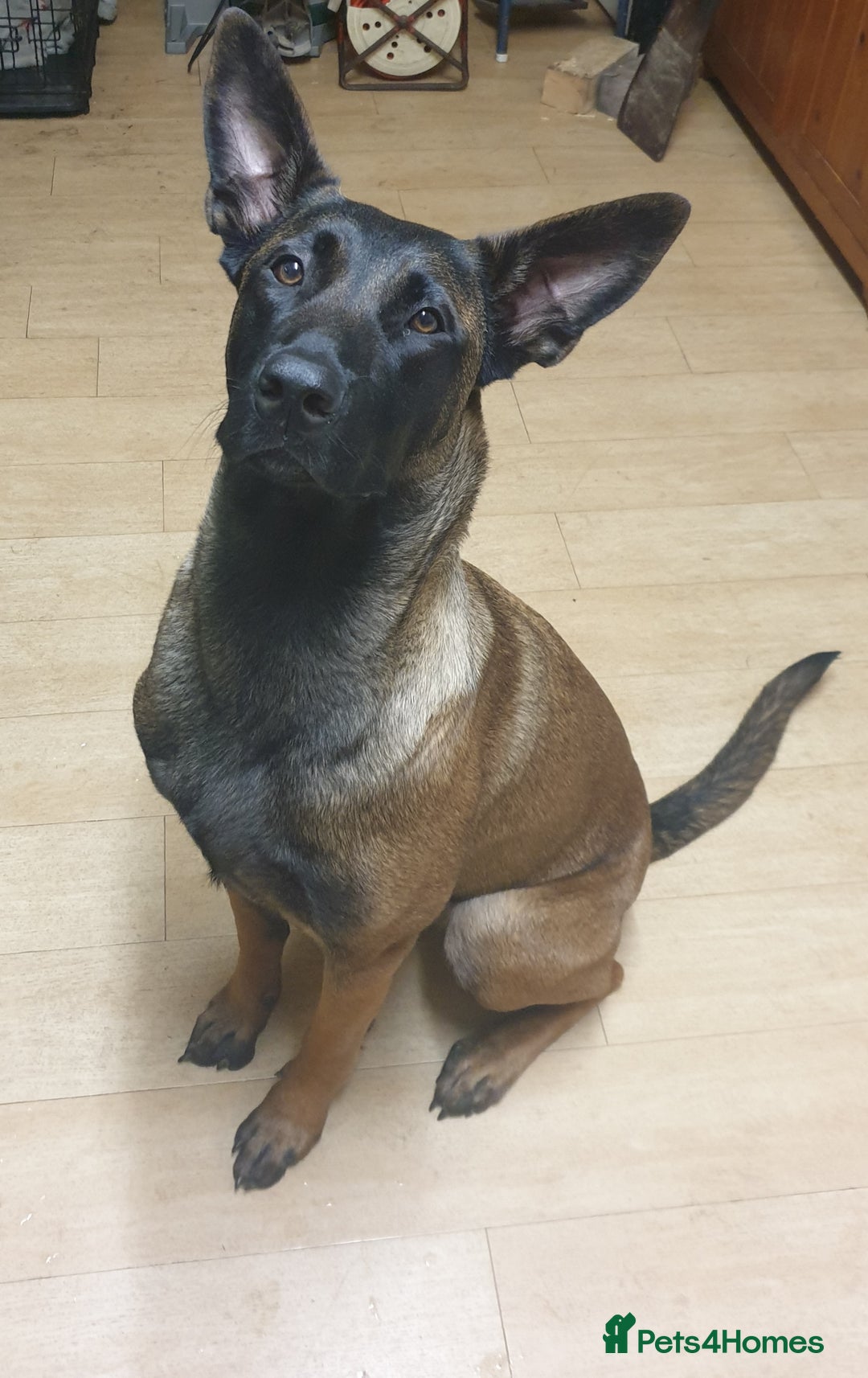 Belgian Shepherd Dog dogs for sale: Belgian Malinois x Dutch - Female 4 Yrs - Image 5