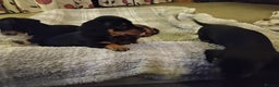 Miniature Dachshund dogs for sale: Miniature dachshund puppies - Advert 18
