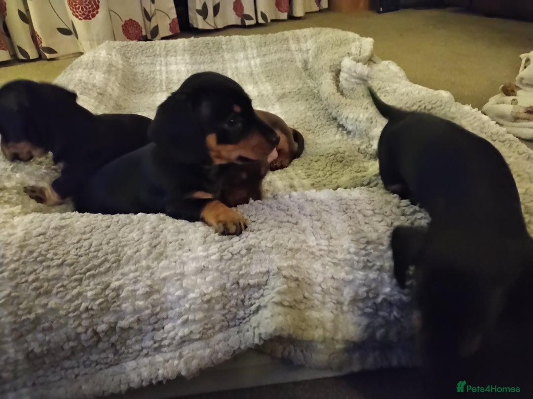 Miniature Dachshund dogs for sale: Miniature dachshund puppies - Advert 18