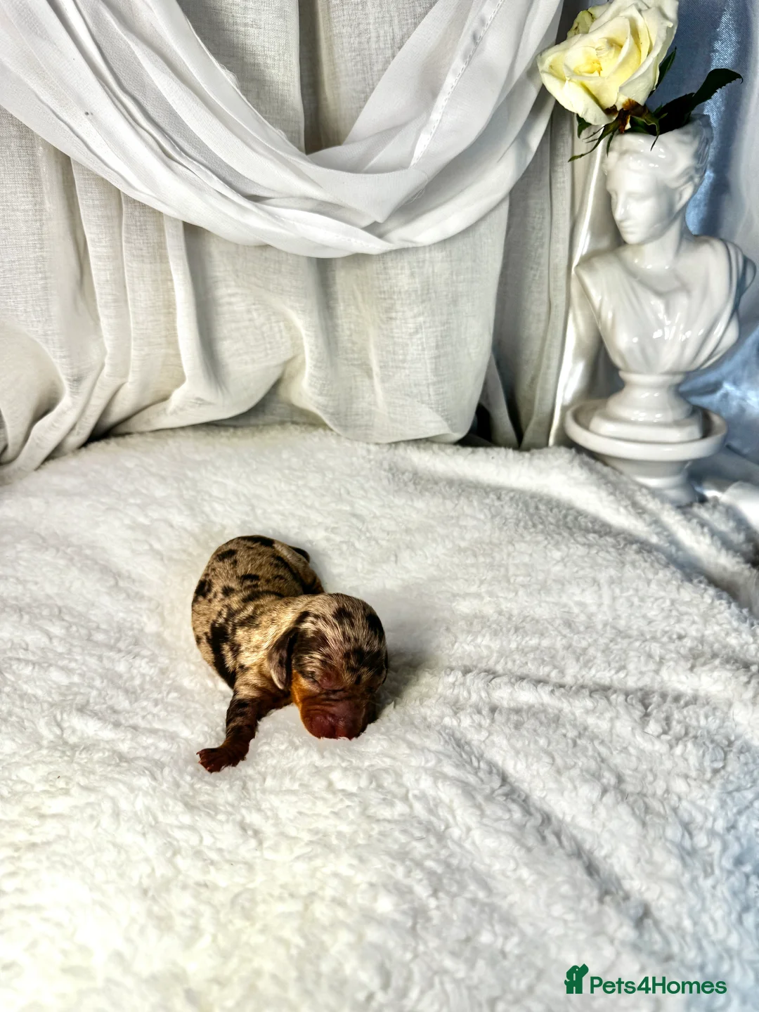Miniature Dachshund dogs for sale: MINI DACHSHUND PUPPIES💕 KC REGISTERED/PRA CLEAR  - Advert 21