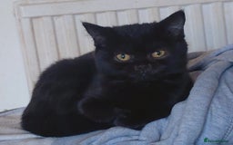 British Shorthair cats for sale: Beautiful black pedigree british shorthairs - Image 6