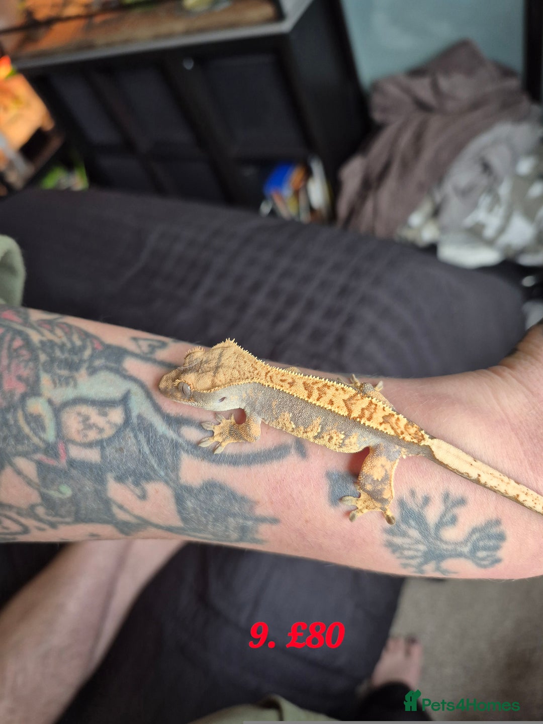 Gecko reptiles for sale: Baby Crested Geckos available - Advert 8