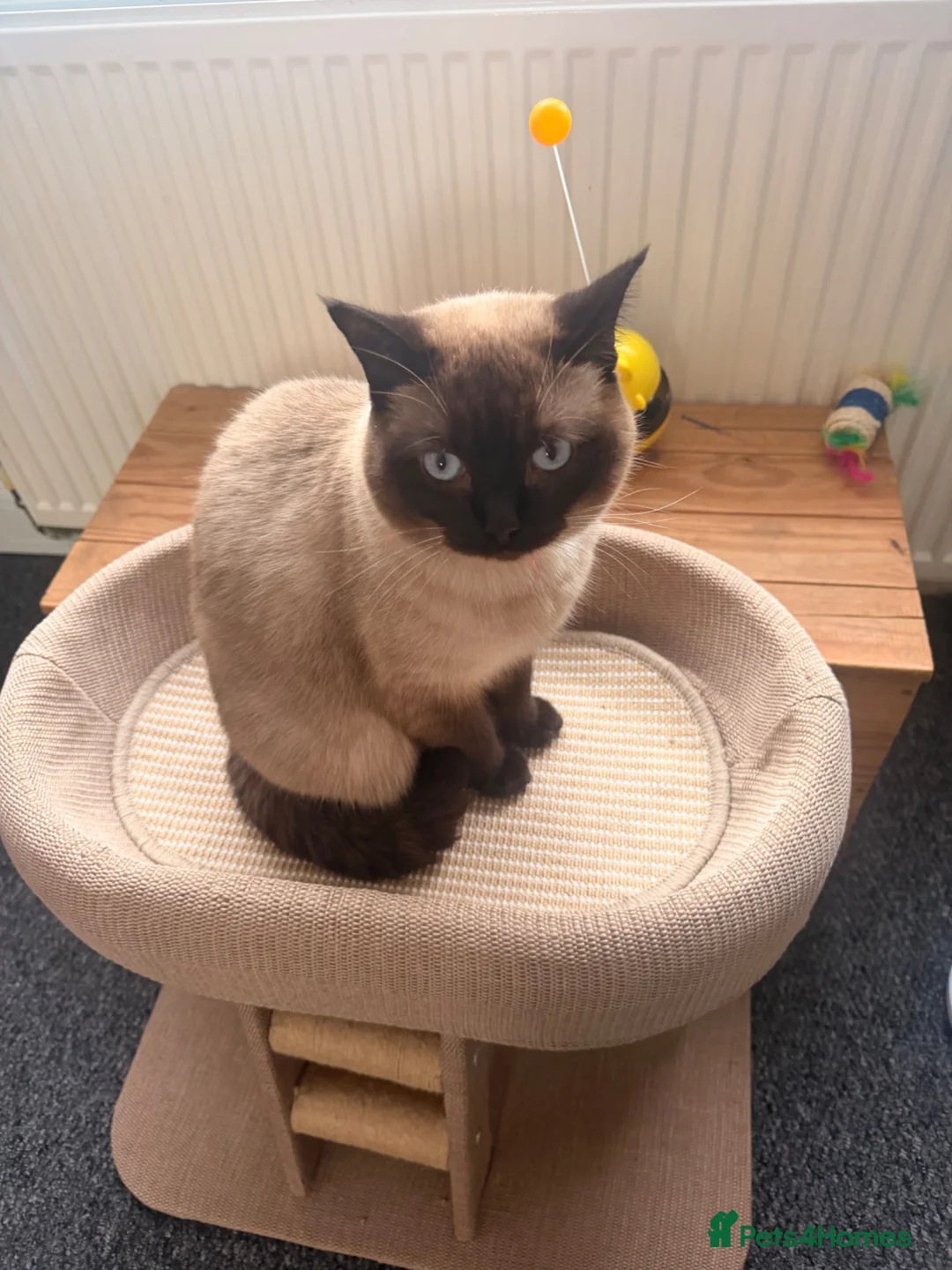 British Shorthair cats for sale: British shorthair 2 year old female  - Advert 1