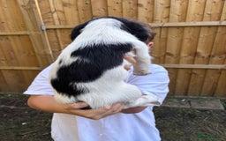 English Springer Spaniel dogs for sale: Gorgeous English Springer spaniel puppies - Image 19
