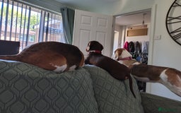 Dachshund dogs for sale: 3yr old male dashy needs experienced owner - Image 9