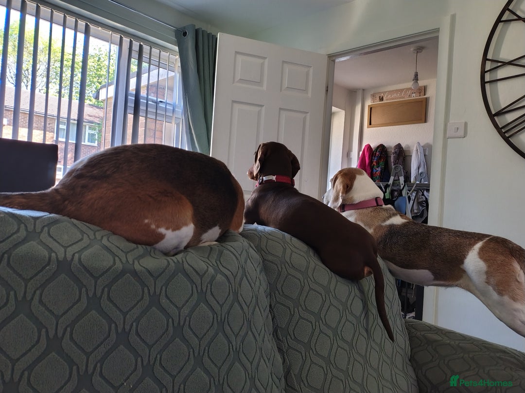 Dachshund dogs for sale: 3yr old male dashy needs experienced owner - Image 9