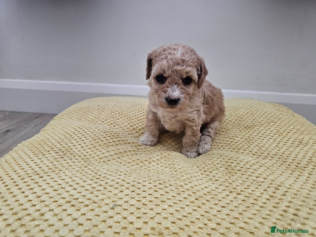 Maltipoo dogs for sale: 3 fabulous teddybear Maltipoo girls  - Image 10