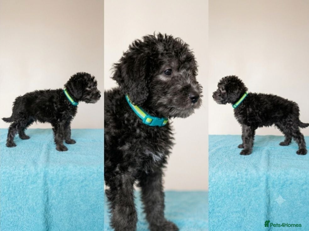 Bedlington Terrier dogs Outstanding Bedlington terrier pup.  - Advert 6