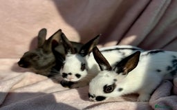 Mixed Breed rabbits for sale: A litter Of Stunning Babies Available to Reserve - Image 7