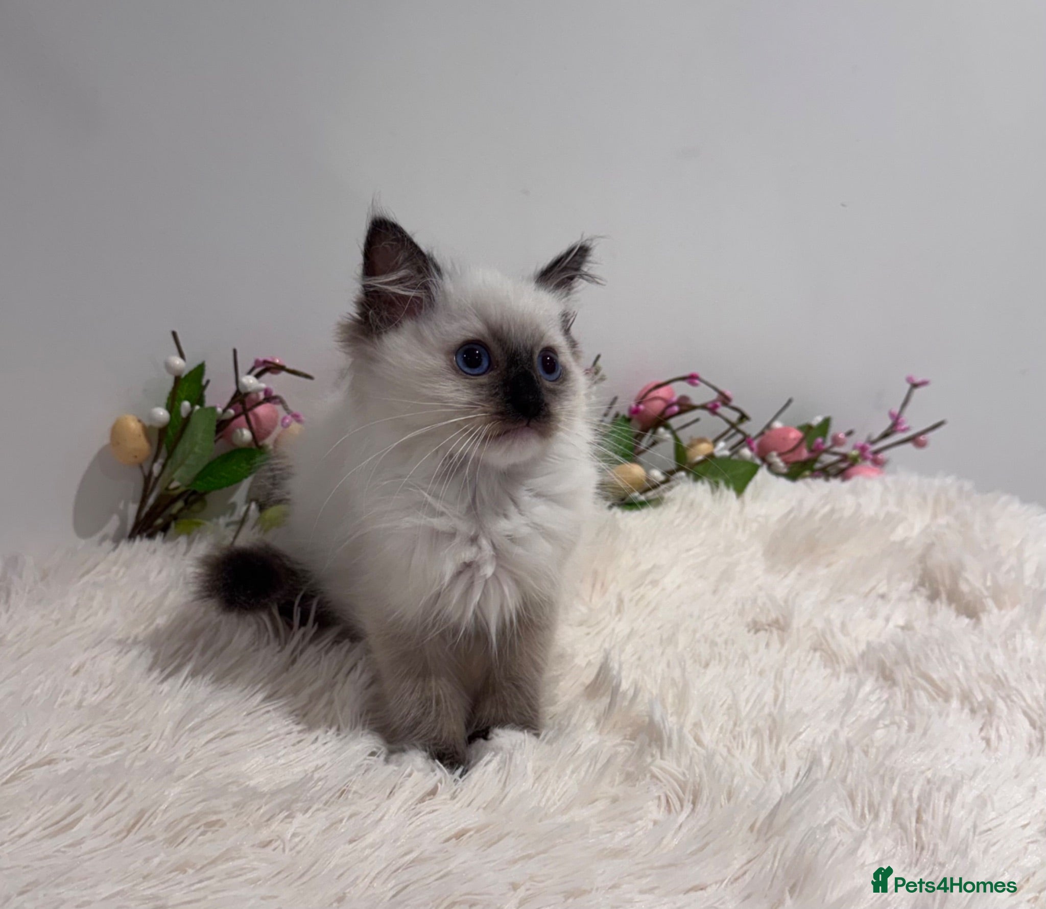 Ragdoll cats Beautiful TICA registered Ragdoll Kittens  - Advert 1