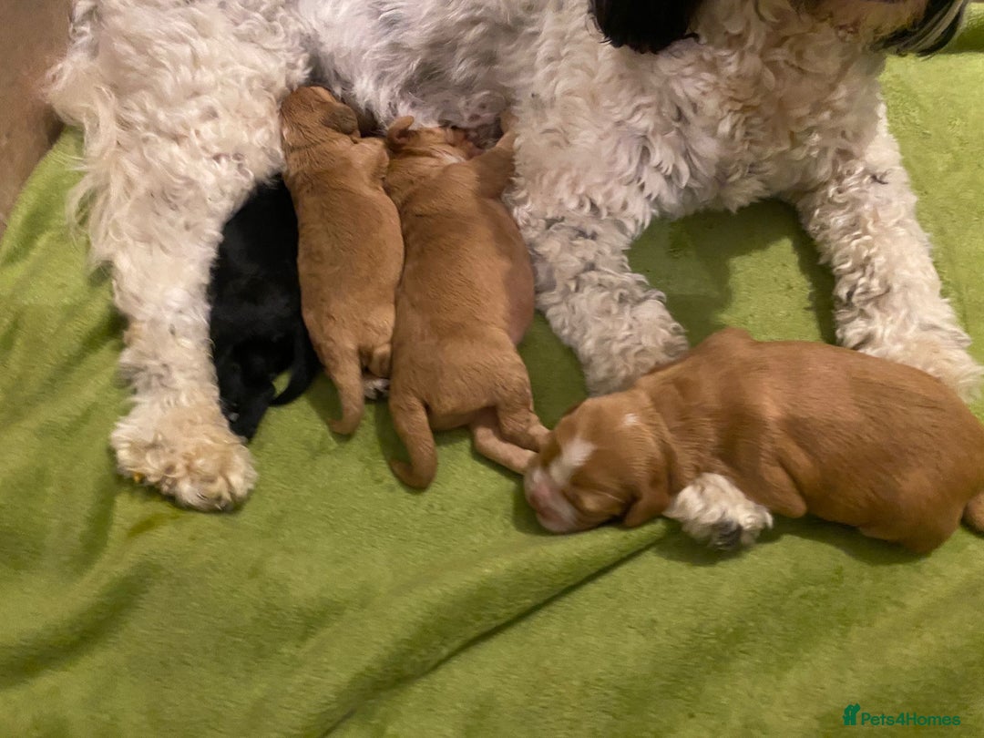 Cockapoo dogs for sale: Cockapoo Puppies Ready 15th September - Image 10