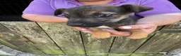 Mixed Breed dogs for sale: Jack Russel x Border Terrier Pups For sale in Welshpool - Advert 5