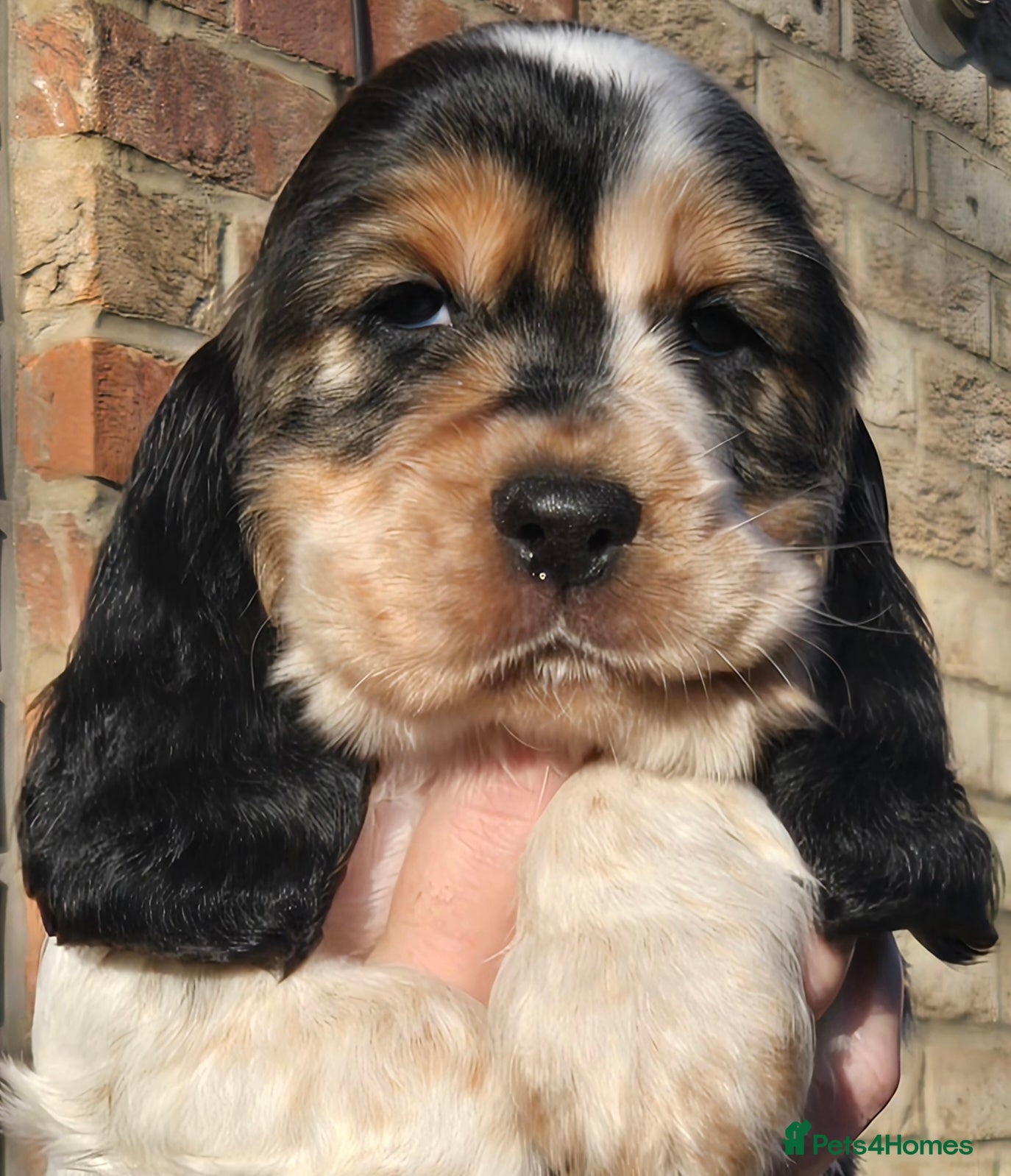 Cocker Spaniel dogs Show type Cocker Spaniels 2 left  - Advert 1