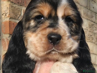 Cocker Spaniel dogs Show type Cocker Spaniels 2 left - Advert 4