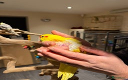 Budgerigars birds for sale: Amazing baby kakariki SOON READY! - Advert 2