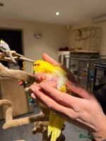 Budgerigars birds Amazing baby kakariki SOON READY! - Advert 1