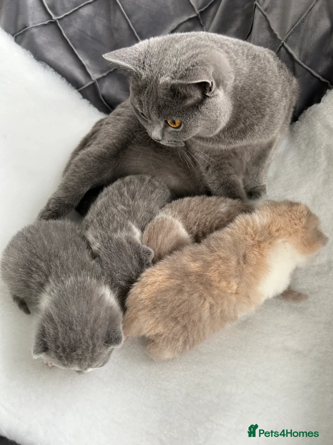 British Shorthair cats for sale: BRITISH SHORTHAIR KITTENS (registered) - Advert 13