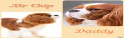 Cavalier King Charles Spaniel dogs for sale: KC Reg Health Tested Cavalier Puppies Due 18th Aug - Advert 4