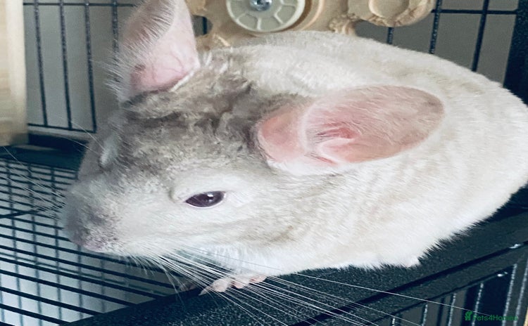 Chinchilla rodents - Advert 1
