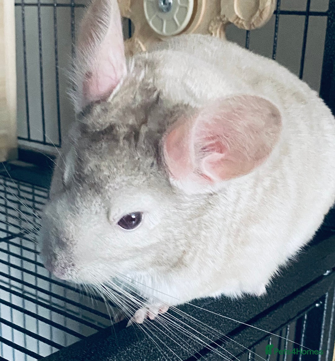 Chinchilla rodents for sale: Chinchilla with full set up - Image 1
