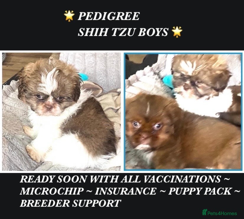 Shih Tzu dogs 💙 CUTE TEDDY BEAR SHIH TZU BOYS 💙 - Advert 6