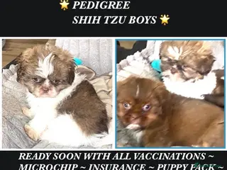 Shih Tzu dogs 💙 CUTE TEDDY BEAR SHIH TZU BOYS 💙 - Advert 6