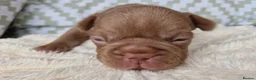 French Bulldog dogs for sale: Two male French bull dog puppies  in Loughborough - Advert 3