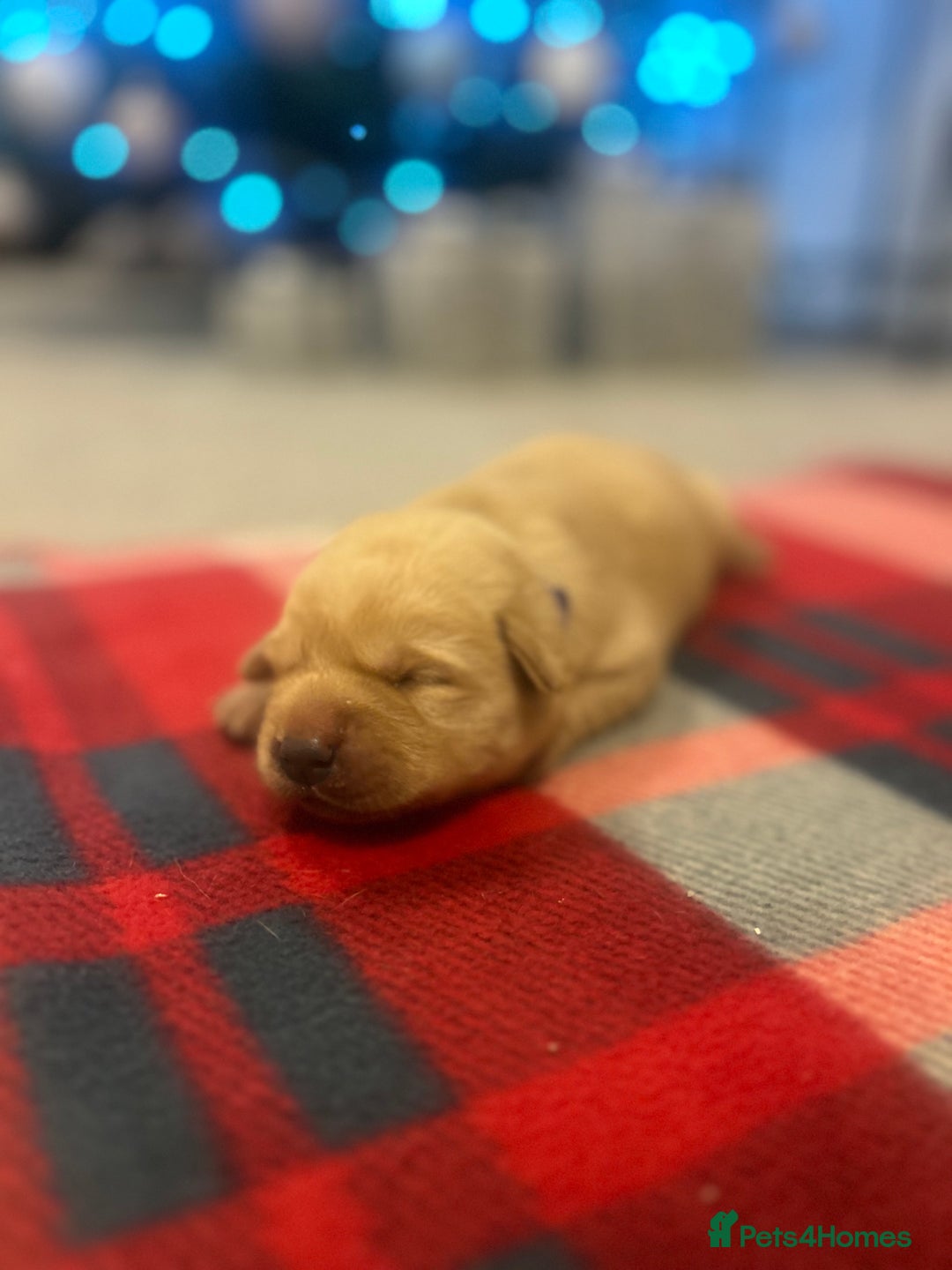 Labrador Retriever dogs for sale: Labrador puppies for sale  - Advert 13