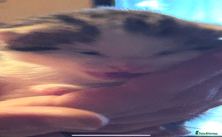 Bengal cats - Advert 2