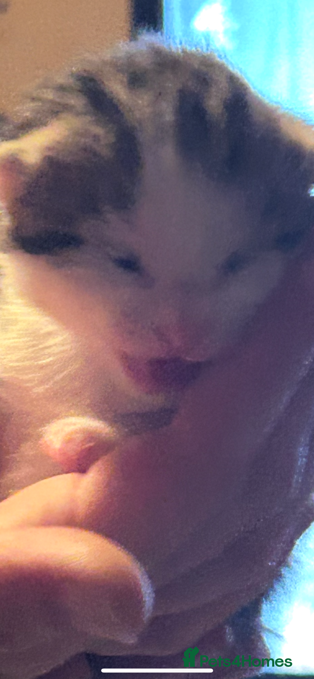 Bengal cats for sale: Boy bengul kitten 2weeks 5 days old - Image 1