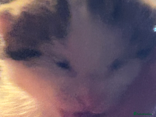 Bengal cats for sale - Advert 1